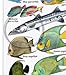 Fishwatchers Reef Field Guide: Fishes of Tropical Atlantic & Caribbean ID Card