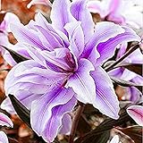 2PCS Bulbs, Amaryllis Bulbs, Hippeastrum, Barbados Lily, Amaryllis Flower