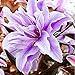 2PCS Bulbs, Amaryllis Bulbs, Hippeastrum, Barbados Lily, Amaryllis Flower
