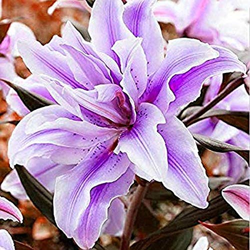 2PCS Bulbs, Amaryllis Bulbs, Hippeastrum, Barbados Lily, Amaryllis Flower 2PCS Bulbs, Amaryllis Bulbs, Hippeastrum, Barbados Lily, Amaryllis Flower