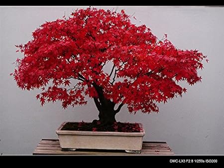 10PC China rote Blätter Feder Ahornsamen. Seltene Arten, kleine Bonsai-Baum