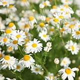Chamomile Roman (Anthemis nobilis) 10,000 Seeds by Earthcare Seeds