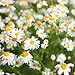 Earthcare Seeds Chamomile Roman 10,000 Seeds (Anthemis nobilis) Heirloom - Non GMO - Perennial