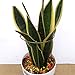 rescozy (Pack of 3) Large Garden Plant Support Rings, 10