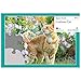 Active Minds 13 Piece Curious Cat Jigsaw Puzzle | Specialist Alzheimer's/Dementia Activities & Games