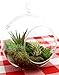 6.5-Inch Hanging Glass Terrariums for Succulents and Air Plants, Large Glass Orb Planters (Set of 2)