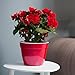Santino ASTI 7.1 Inch Self Watering Planter Green-Gold/White for Indoor Plants - Premium Quality Modern Plastic Planter Pot w/ Water Level Indicator for All House Plants, African Violets and Dahlias