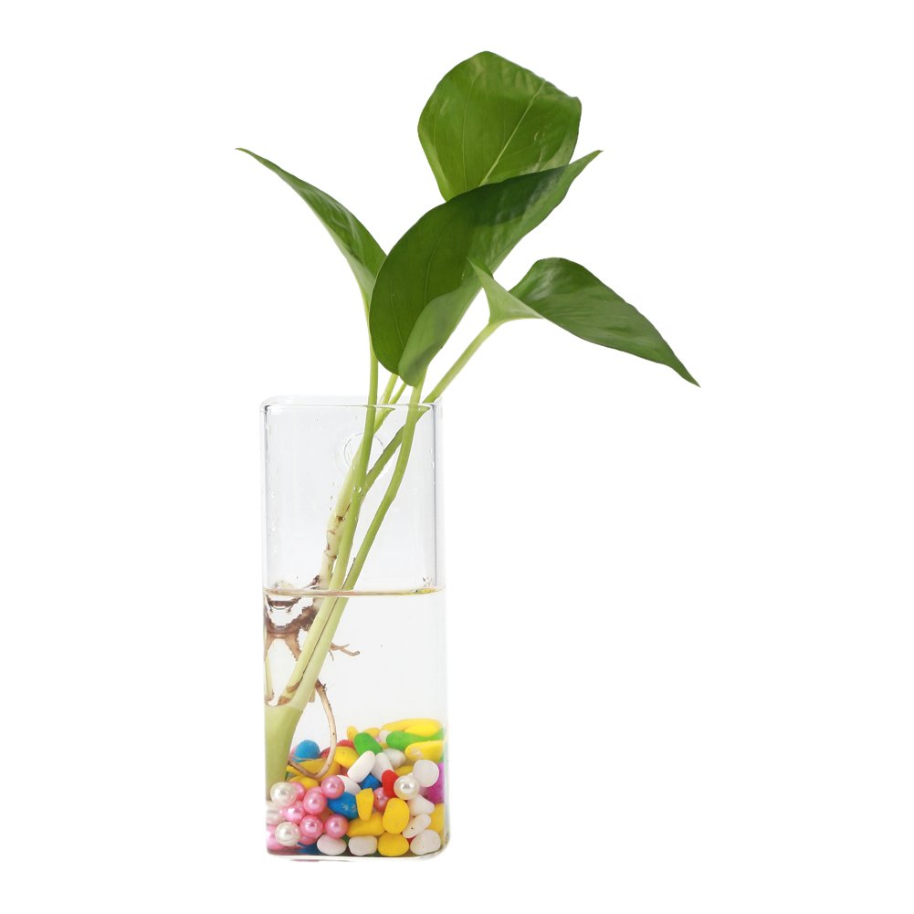Raguso Hydroponic Container Glass Planter Glass Plants Vase Wall Hanging Glass Vase Planting Container (Long tube)
