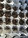 500 Small Dubia Roaches & 10% Overcount by DBDPet | Live Arrival is Guaranteed