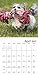 Yorkies Wall Calendar (2017)