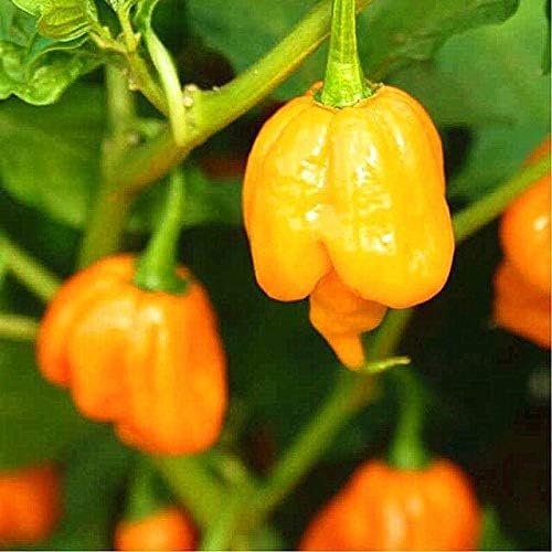 HONIC 200pcs / Bolsa Familia de Plantas bonsái Pimienta Super ...