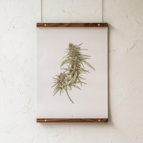 GoldleafCannabis Flower Art Print, Artistic Cannabis Botanical Illustration, Marijuana Plant Poster, Weed Illustration Wall Art, and Dispensary Decor (18x24)