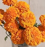 David's Garden Seeds Flower Marigold Giant Orange