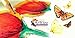 Colored Pencils - 12 Color Pencils Pre-Sharpened Set For Premium Drawing & Coloring + 4 Free Extra Art supplies -Perfect for Kids, Art Students and Professionals (12 Packs)