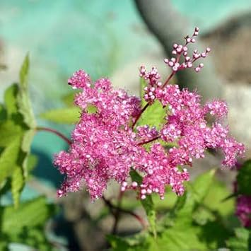 Amazon Co Jp キョウガノコ 京鹿子 ピンク フィリペンデュラ 2株セット ホーム キッチン