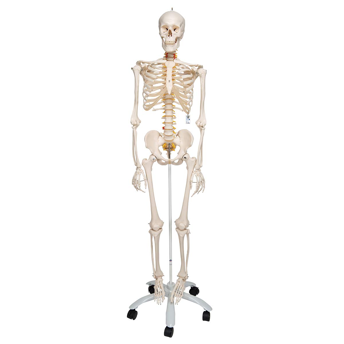 3B Scientific Human Anatomy Skeleton Model Fred - Flexible, On Pelvis Mounted Rolling Stand A15 + free anatomy software - 3B Smart Anatomy