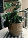 RISEON Natural Seagrass Belly Basket Panier Storage Plant Pot Collapsible Nursery Laundry Tote Bag with Handles (9