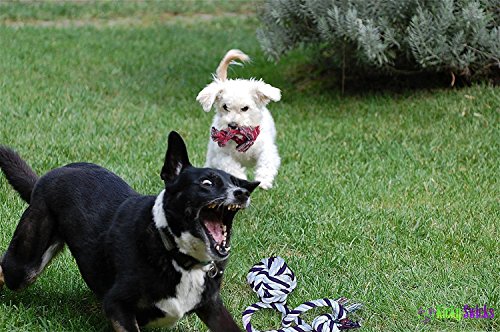 CHEW-STOP-DENTAL Puppy Dog Pet Rope Toys Stops Small Dogs and Teething Puppies from Destroying Your Stuff (Set of 4)