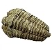Authentic Calymine Trilobite Fossil Specimen - 2.5-4 inches