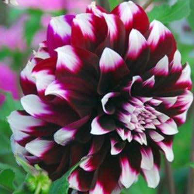 Contraste Dahlia