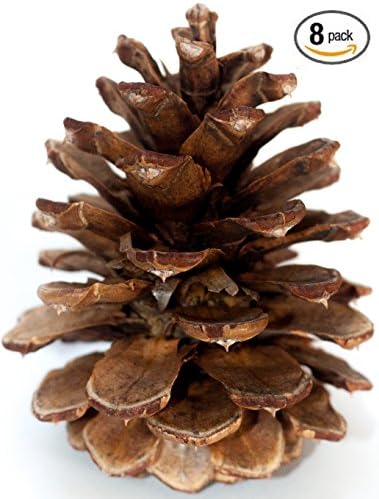 Avocat - Ponderosa Natural Pine Cones for Art and Decorating - 8 COUNT