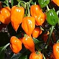 Set 2 Orange Habanero Chili Pepper Live Plants, 80 Days Old Super Hot Pepper Chili Plant for Year-Round Planting