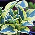 First Frost Hosta Flower Root - Grows Great in Shade - Grows Well in Containers - Perennializing - Easy to Grow Live Plants - Outdoor Garden