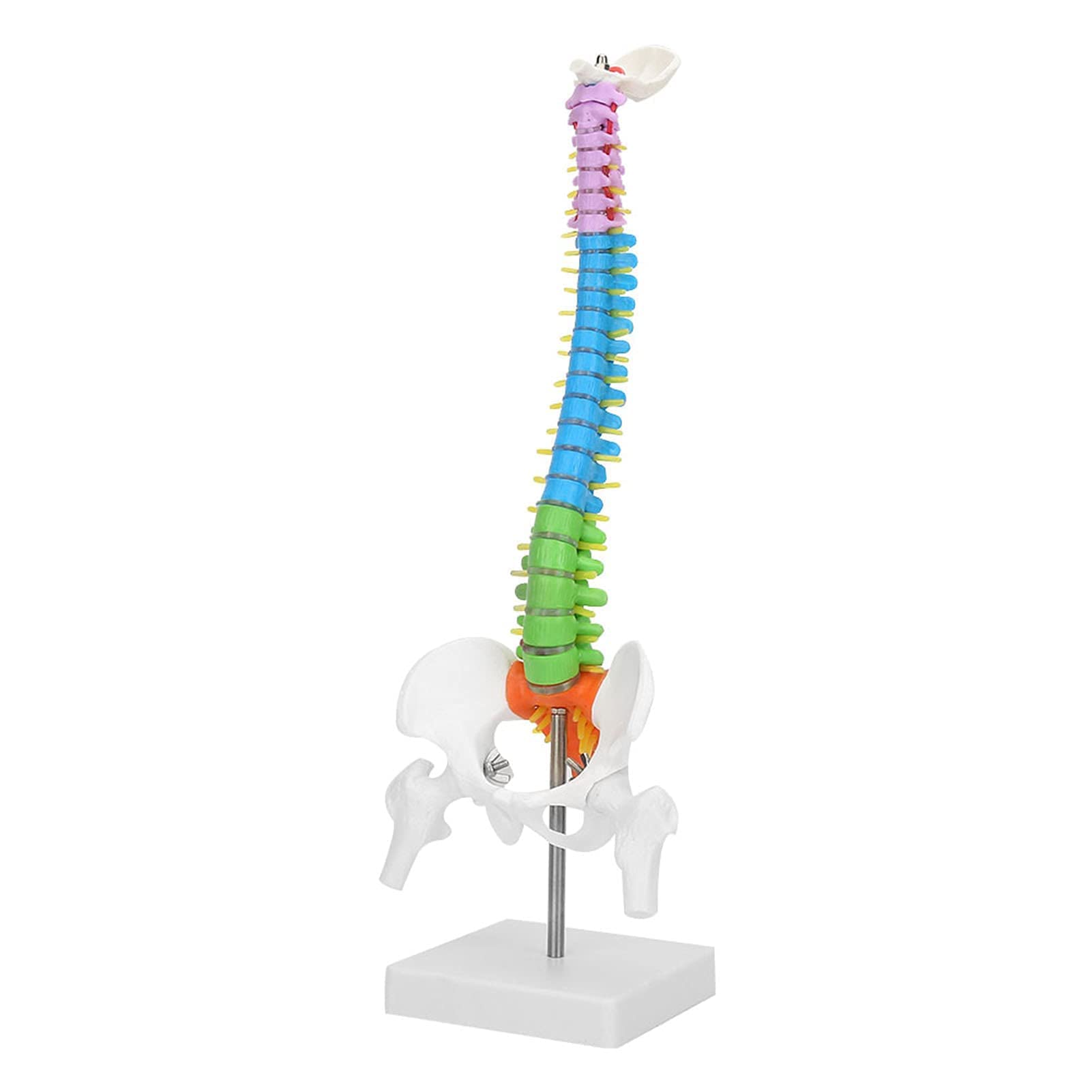 Flexible Human Spine Model, Human Spine Anatomy Model with Spinal Nerves Pelvis and Thighs, 45cm Classic Removable Vertebral Column Anatomical Model for Medicine, Exhibitions,Teaching