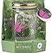 Butterfly in a Glass Jar - Pink Morpho