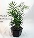Self Watering Glazed Ceramic Pot - Brown - 6 3/8