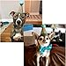 Stock Show Pet Cute Birthday Party Cone Hat and Bow tie Collar Set with Adjustable Headband and Pom-poms Topper for Small Medium Dogs Cats Pets, Blue