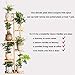Bamboo 6 Tier 7 Potted Plant Stand Rack Multiple Flower Pot Holder Shelf Indoor Outdoor Planter Display Shelving Unit for Patio Garden Corner Balcony Living Roomthumb 1