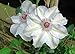 Miss Bateman Clematis Vine - Pure White - 2.5