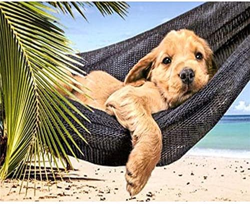 dog on hammock