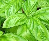 Italian Large Leaf Basil Seeds, 500+ Premium Heirloom Seeds, On Sale & Top Selling Basil, (Isla's Garden Seeds), 99.7% Purity, 85% Germination, Highest Quality Seeds, 100% Pure