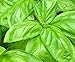 Italian Large Leaf Basil Seeds, 500+ Premium Heirloom Seeds, On Sale & Top Selling Basil, (Isla's Garden Seeds), 99.7% Purity, 85% Germination, Highest Quality Seeds, 100% Pure
