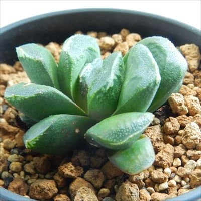Amazon Inuハオルチア グリーン玉扇 多肉植物 ハオルチア 3 5号鉢 観葉植物 オンライン通販