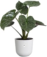 elho Jazz Round 23cm Flower Pot White 100% Recycled Plastic view 3