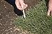 GreenStake Box of 500 Biodegradable Stakes 4