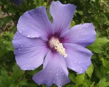 50 Blue Bird Rose De Sharon Syriacus Fleur Arbre Hibiscus