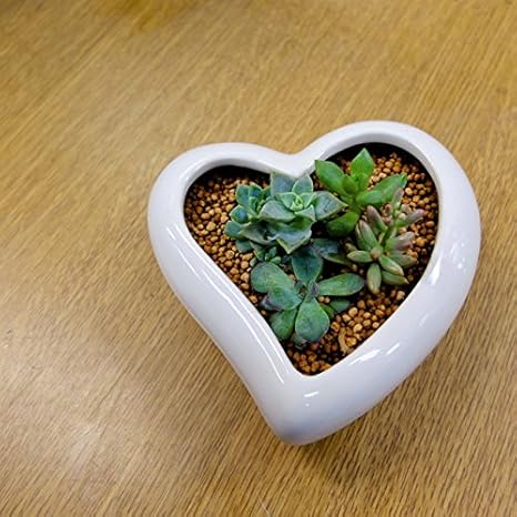 Amazon 多肉植物 5種寄植え ハート 陶器 ワイヤースタンド付 フラワーアレンジメント オンライン通販