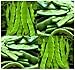 20 ROMA II Bean seeds - BUSH TYPE- ITALIAN ROMANO FLAVOR High yields Bush type ~