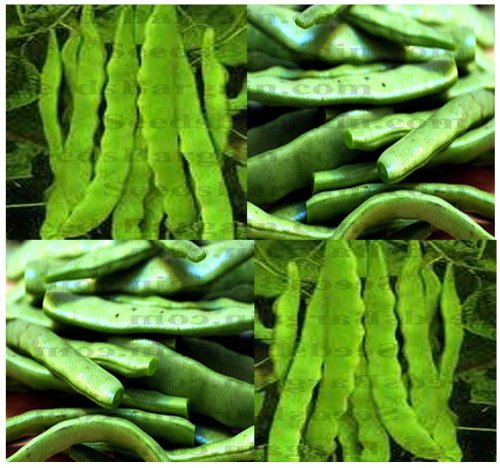 20 ROMA II Bean seeds - BUSH TYPE- ITALIAN ROMANO FLAVOR High yields Bush type ~