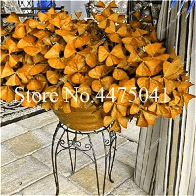 CUSHY SEEDS:100 Pcs Colorful Oxalis Versicolor Bonsai World's Rare Flowers Indoor Garden Home Planting o.Versicolor Flowers Seas C : 2