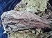 Virginia Gold Tobacco Seed Cigarette Heirloom Non GMO Heirloom by Hart Seed Company
