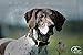 SportDOG Brand SportHunter Family Remote Trainers - Including New X-Series - Waterproof, Rechargeable Dog Training Collars with Static, Vibrate, and Tone - Up to 1 Mile Range