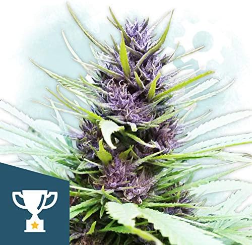 Global Seed Bank - Blueberry Autoflower 50pcs Marijuana Seeds feminized Relaxing end-of-Day Smoke, for Growing Female Plant Ornament Herbs