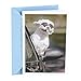 Hallmark Shoebox Funny Birthday Card (Dog In Car)