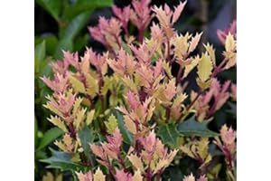 NEW LIFE NURSERY & GARDEN Party Lights Pink Flush Tea Olive ( osmanthus ) - Live Plant - Quart Pot