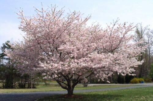 1 Yoshino Flowering Cherry Tree Rooted in 1 Gallon Pot